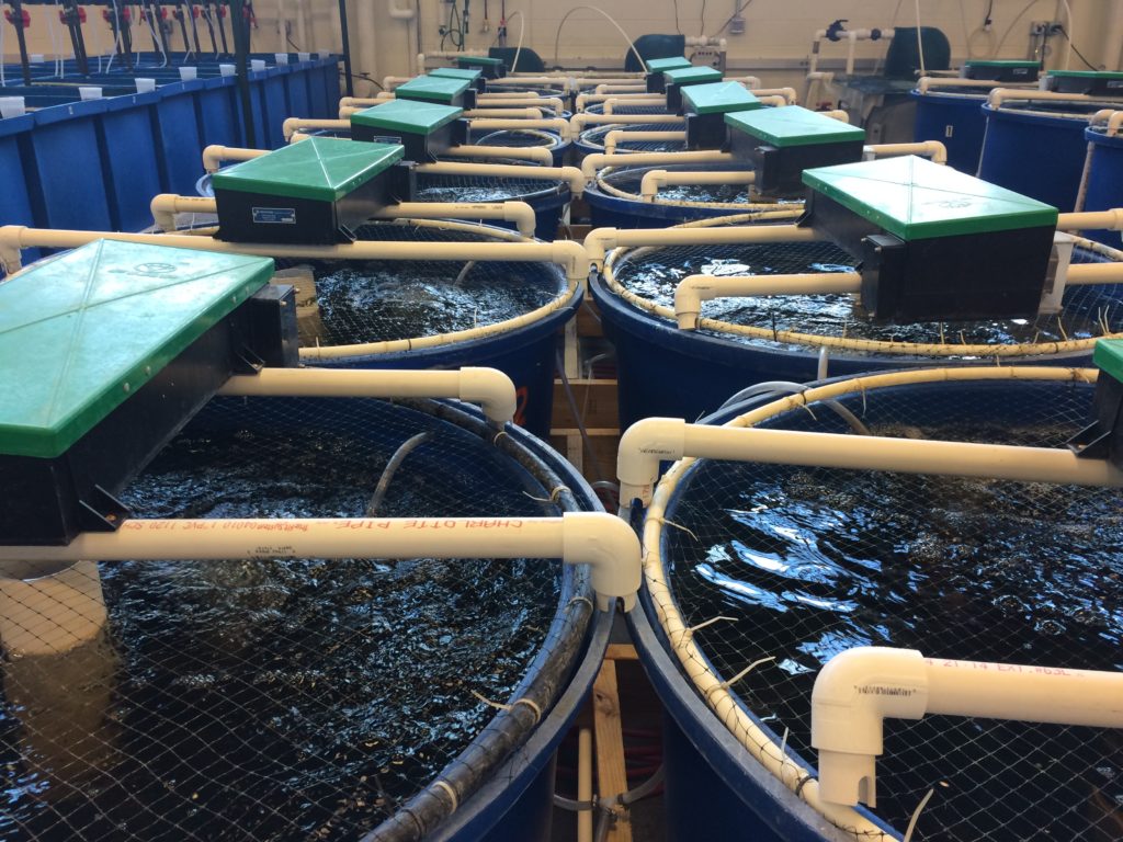 Aquaculture Vs Mariculture Agrowtronics Iiot For Growing