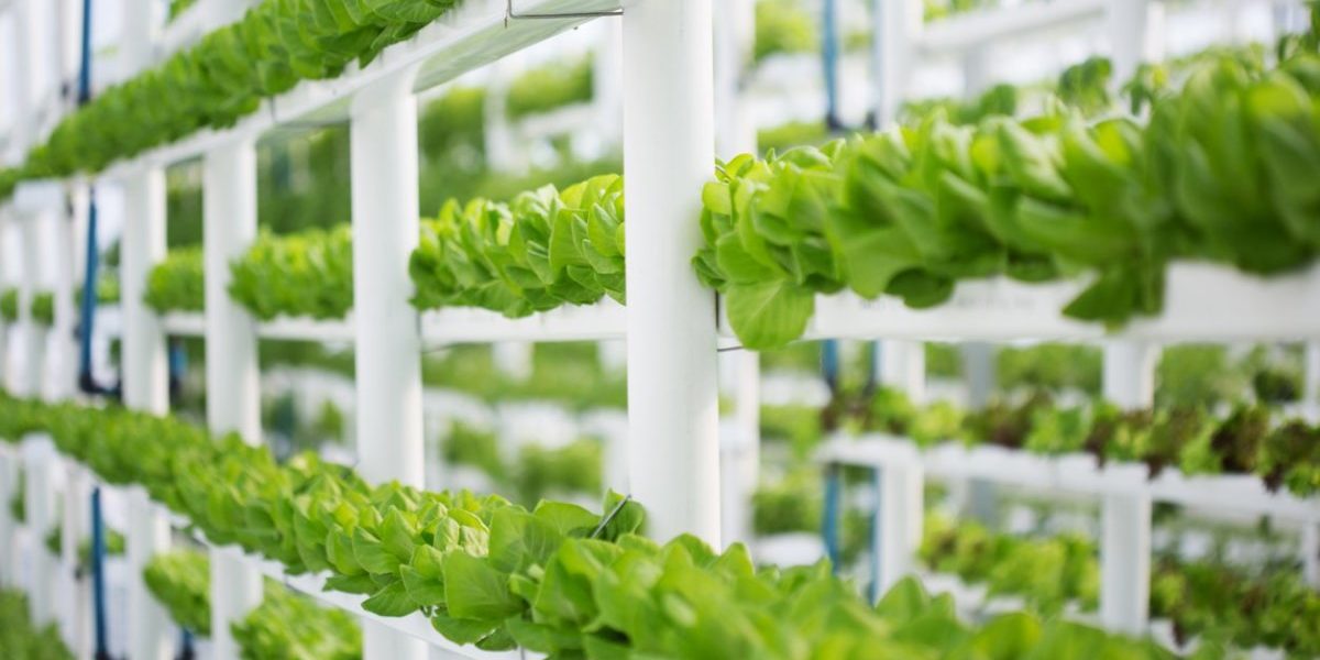 Hydroponics rack Hydroponics rack