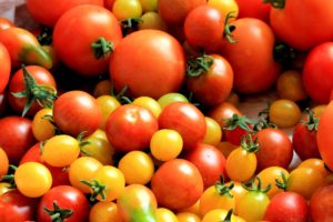 Intermediate Plants for Hydroponics Red Tomatoes in Hydroponics