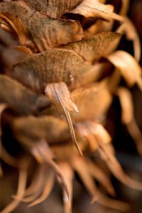 6 Common Problems in Hydroponics (And How to Fix Them) Pathogens and Disease affect Hydroponics