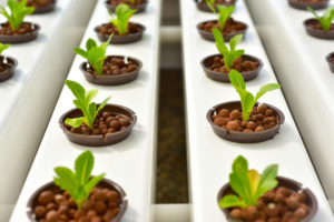1st Place to Start - How Hydroponic Systems Work Hydroponics method of growing plants