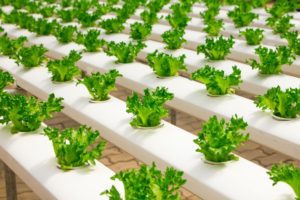 DIY Sprouting and Cloning Dome Growing plants in hydroponics