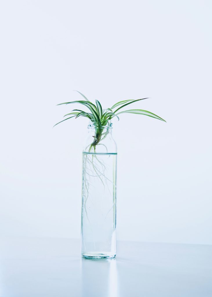 Hydroponics grows plants without soil Hydroponics grows plants without soil