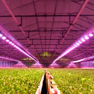 Lighting for Hydroponics: Main Types Hydroponics greenhouse