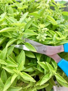 Cloning Plants for Hydroponics Cloning plants for hydroponics