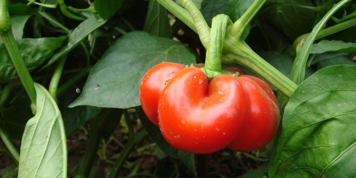 Bell pepper harvest Bell pepper harvest