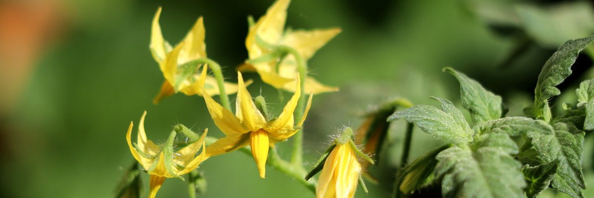 Blossoming tomatoes Blossoming tomatoes