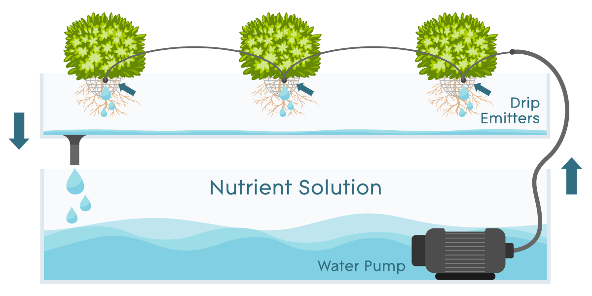 Drip hydroponic system Drip hydroponic system