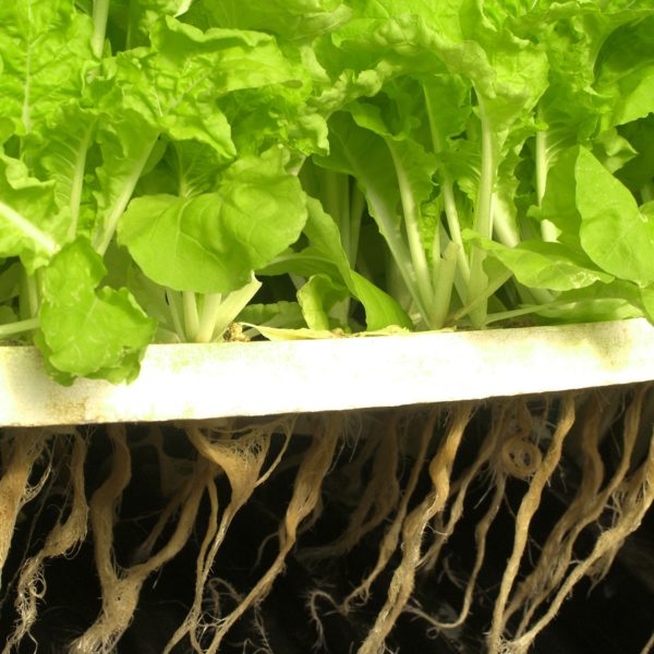 Lettuce in hydroponic Lettuce in hydroponic