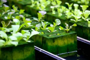 What to look for while choosing a hydroponic growing medium Equipment for Hydroponic Systems