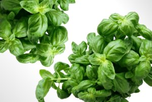 The Best Plants for Aquaponics Growing basil in hydroponics
