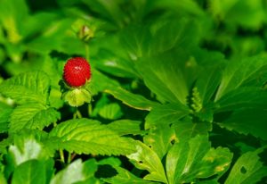 Plant Growth Stages: An Overview Strawberry