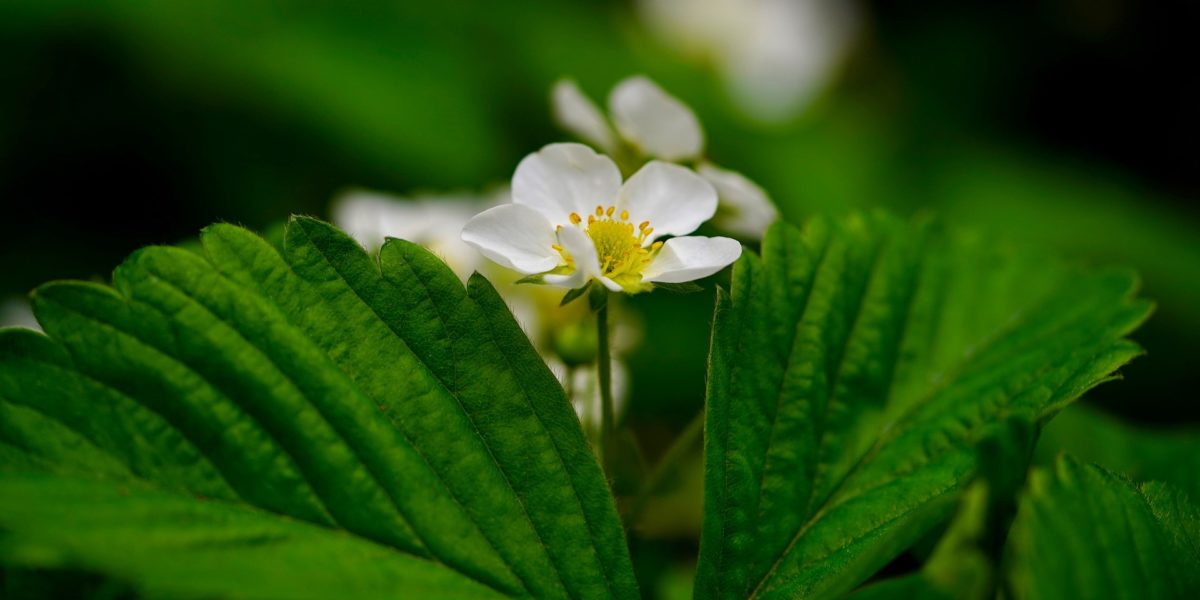 strawberry blossoming strawberry blossoming