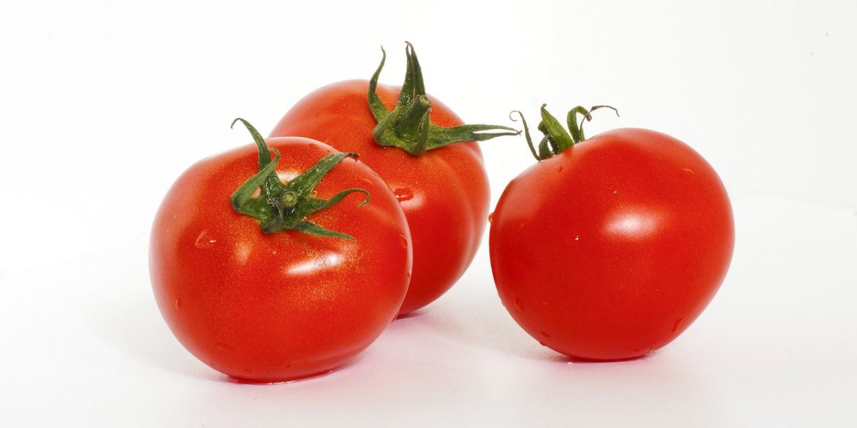 Grow hydroponic tomatoes Grow hydroponic tomatoes