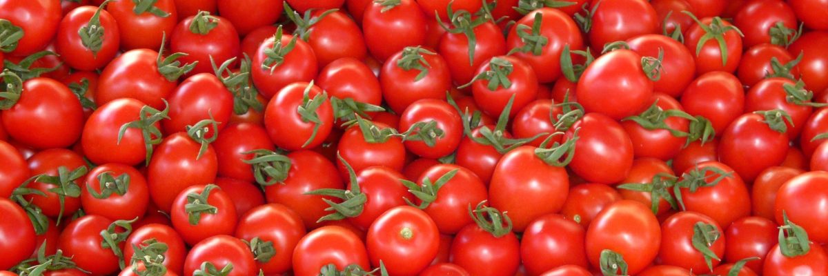 Grow hydroponic tomatoes Grow hydroponic tomatoes