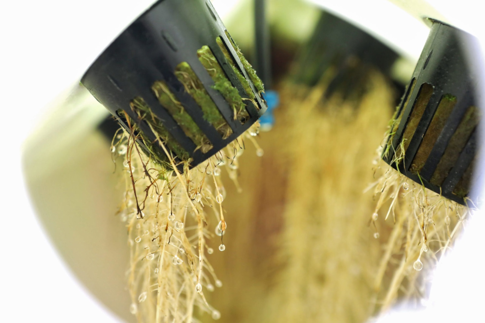 Inside an aeroponics system root systems in aeroponics