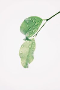 dew on leaves
