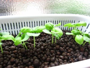 Top Tips for Beginning Hydroponics バジルの水耕栽培
