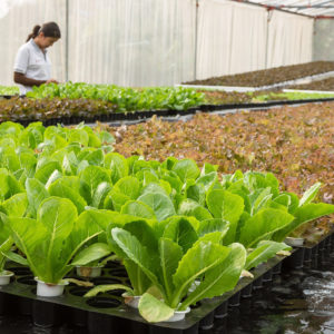 How Does Aquaponics Work? conservatory-1782437_1920