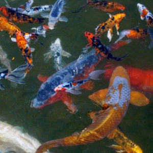 Your Top Questions About Aquaponics - Answered koi-52426_1920