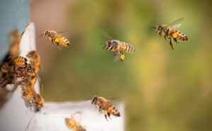 Why Do Bees Swarm? bees-8267791_640