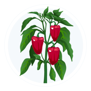 bell-pepper