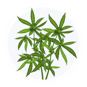cannabis