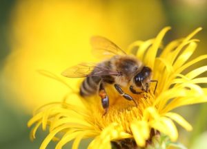 How Does Pollination Work? honey-bee-8320764_640