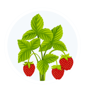 plants