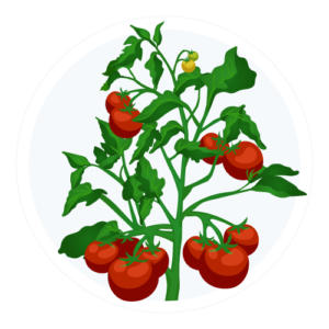 tomatoes
