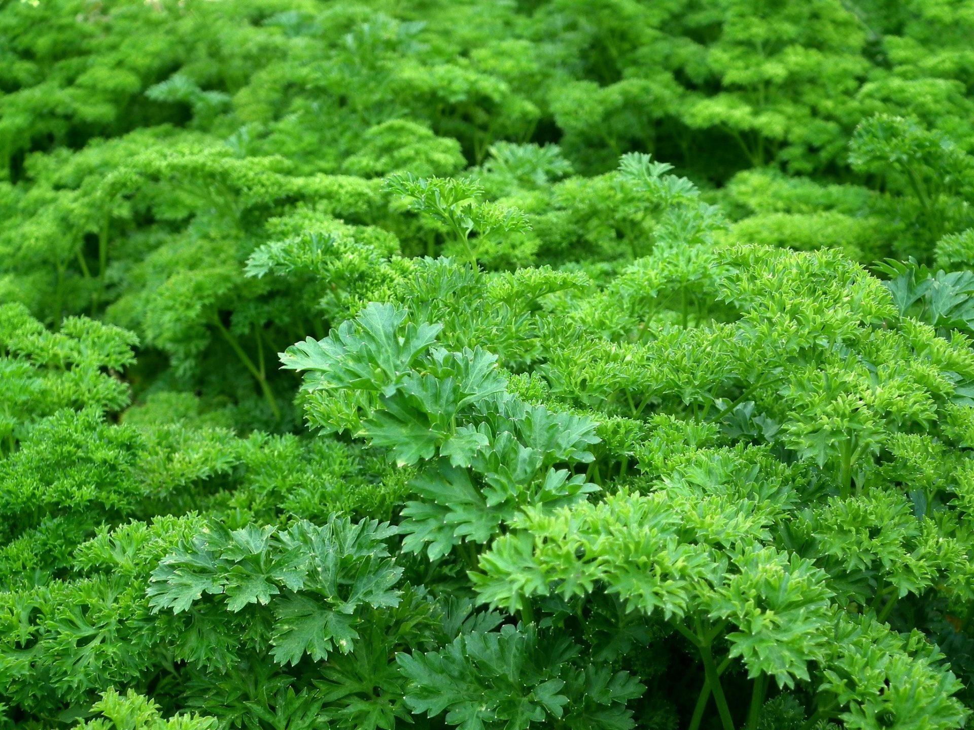 Growing Herbs in Hydroponics