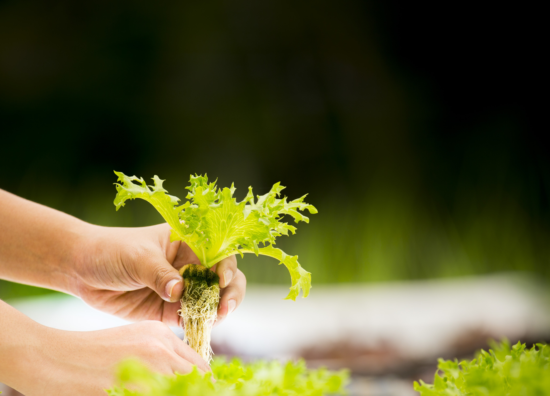 Growing plants in hydroponics