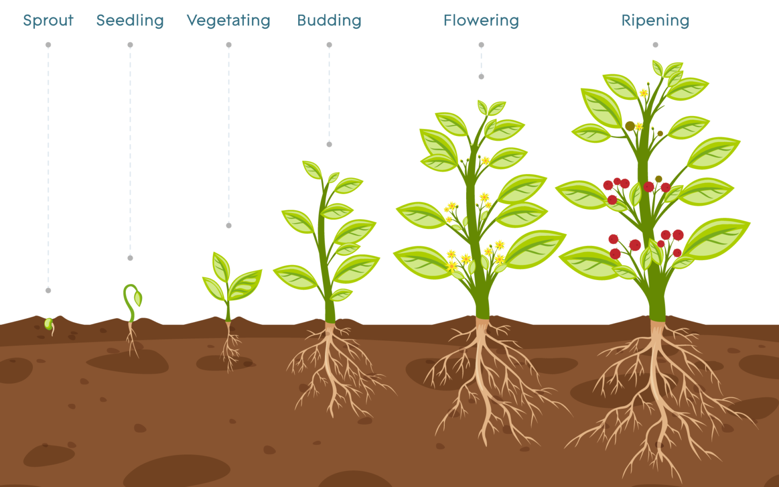 Plant Growth Stages An Overview AGrowTronics IIoT For Growing