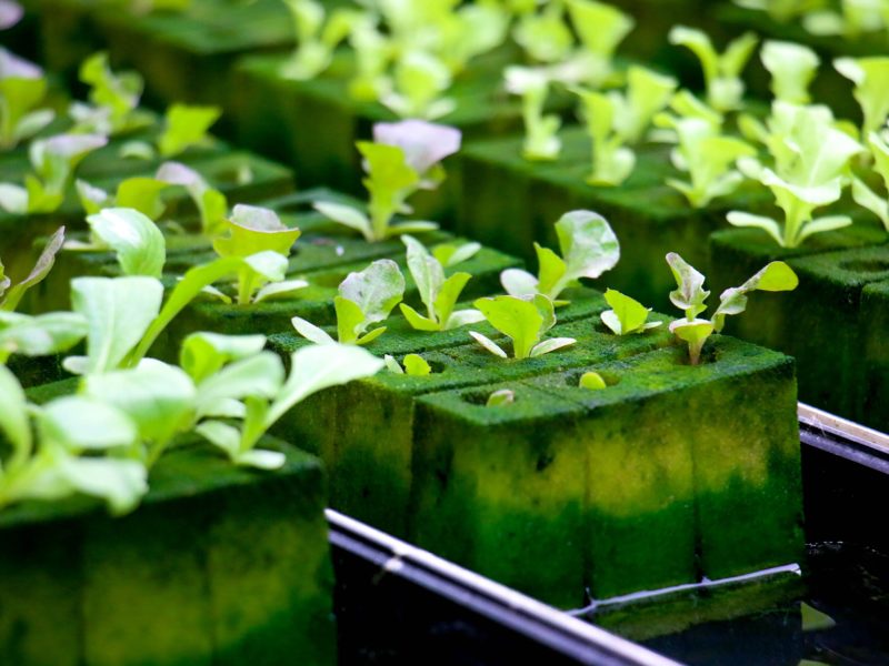 What to look for while choosing a hydroponic growing medium