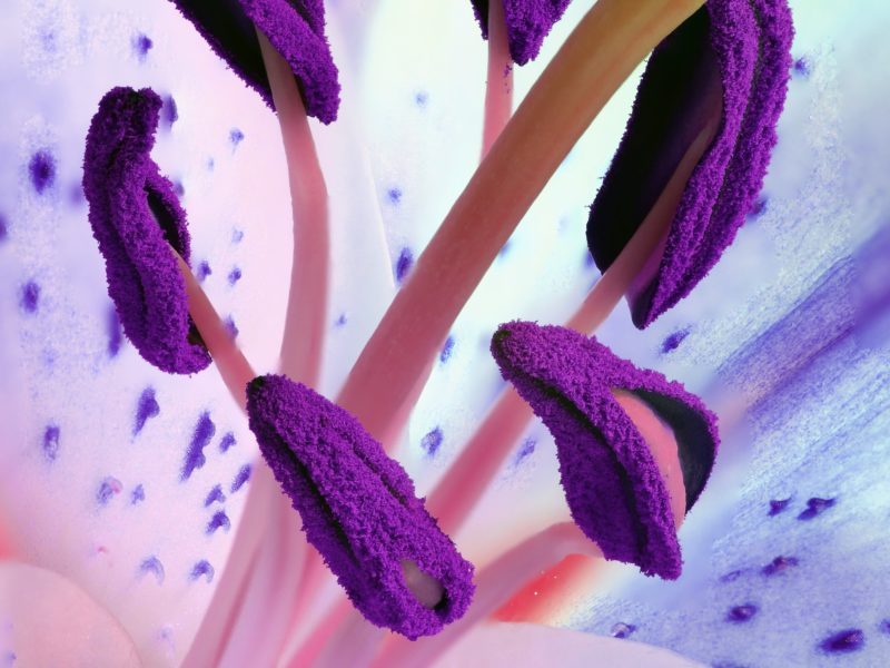 Hand Pollinating Plants – 3 Ways