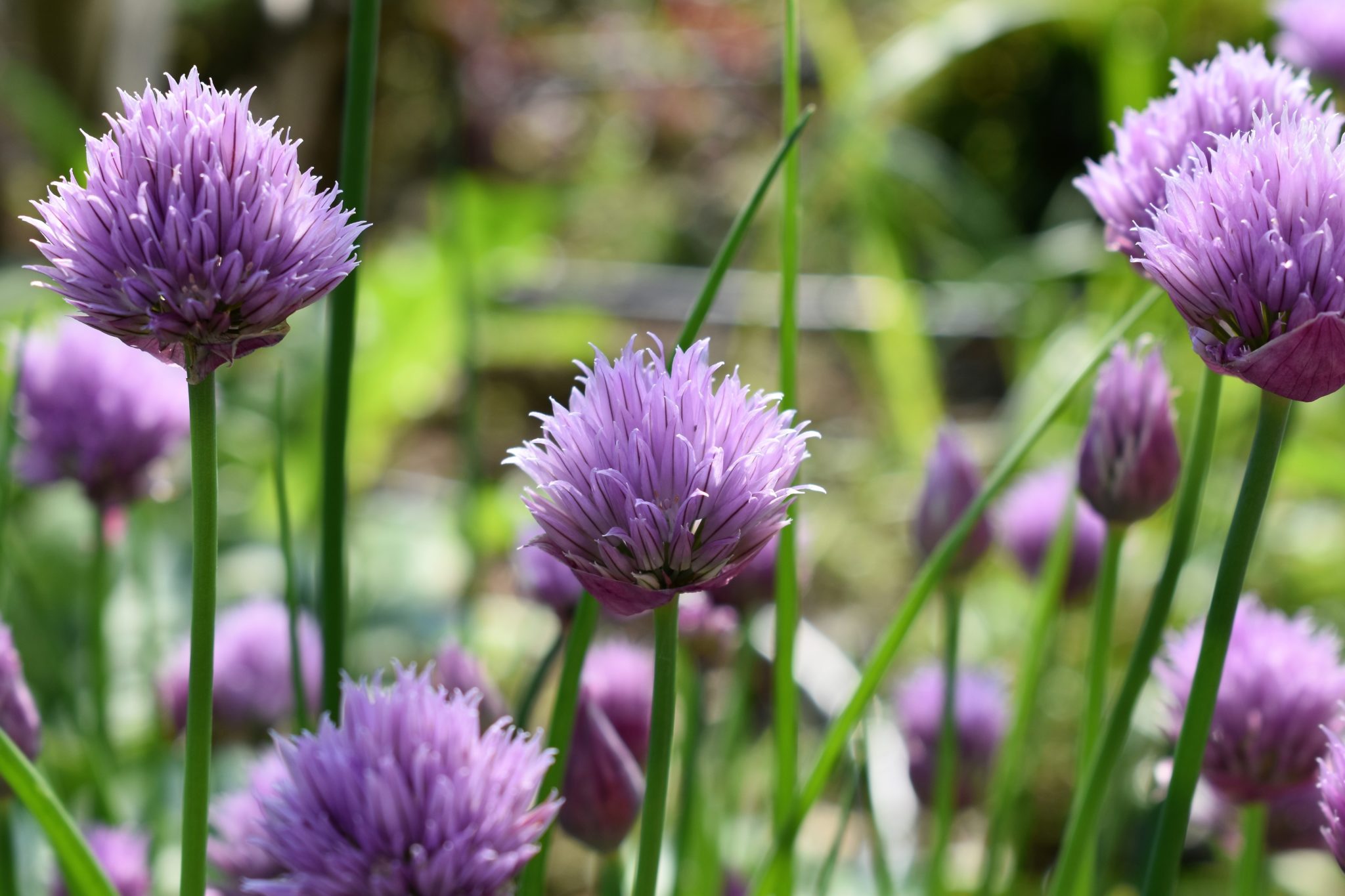 Hydroponic Chives: The Grow Guide - AGrowTronics - IIoT For Growing