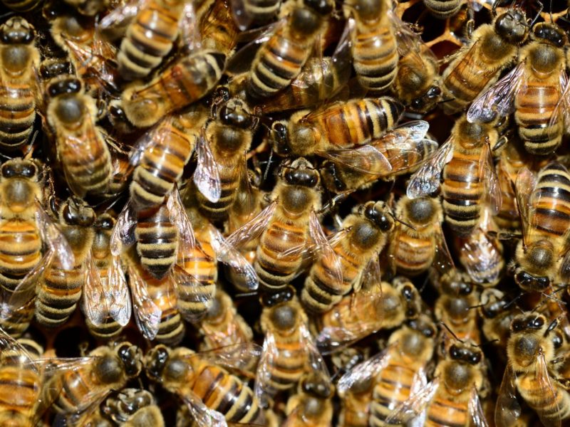 Worker Bees – An Overview
